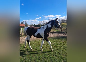 Pintos Mix, Stallion, 1 year, 16,2 hh, Pinto