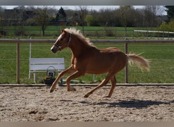 Pintos Mix, Stallion, 1 year, Chestnut-Red