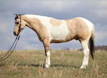 Pintos, Stallion, 23 years, 15 hh, Chestnut