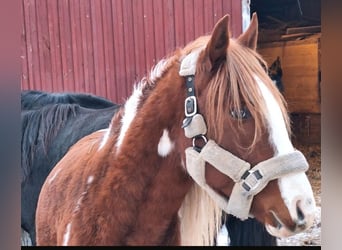 Pintos Mix, Stallion, 2 years, 15.1 hh, Pinto