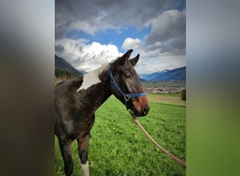 Pintos, Stallion, 2 years, 15.1 hh, Pinto