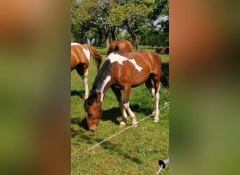 Pintos, Hengst, 2 Jahre, 15,2 hh, Tobiano-alle-Farben