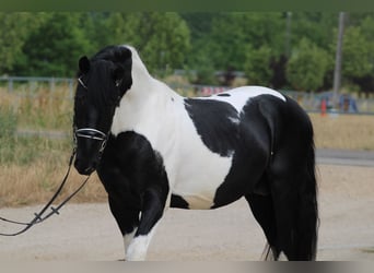 Pintos Mix, Stallion, 3 years, 15.3 hh, Pinto