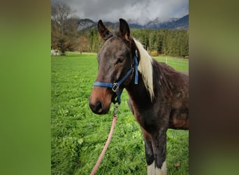 Pintos, Stallion, 3 years, 15,1 hh, Pinto
