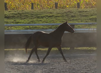 Pintos, Stallion, 3 years, Black