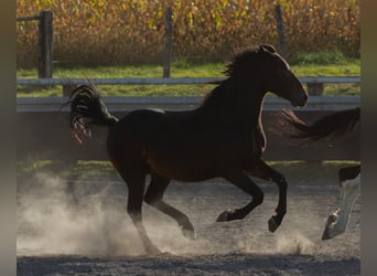 Pintos, Stallion, 3 years, Black