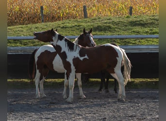 Pintos Mix, Stallion, 3 years, Tobiano-all-colors