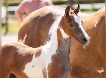 Pintos, Stallion, Foal (05/2024), 14,2 hh, Can be white