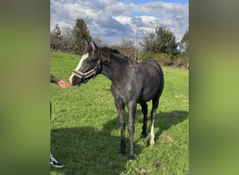 Pintos Mix, Stallion, Foal (04/2025), 14.2 hh, Grey-Dapple