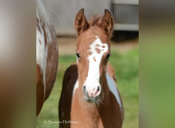 Pintos, Stallion, Foal (03/2024), 14.3 hh, Tobiano-all-colors