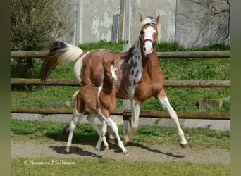 Pintos, Stallion, Foal (03/2024), 14.3 hh, Tobiano-all-colors