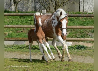 Pintos, Stallion, Foal (03/2024), 14.3 hh, Tobiano-all-colors