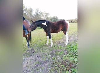 Pintos, Stallion, Foal (04/2023), 15.1 hh, Pinto