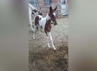 Pintos, Stallion, Foal (04/2024), 15.2 hh, Brown