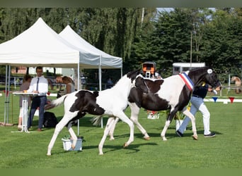 Pintos, Stallion, Foal (05/2023), 15.2 hh, Pinto