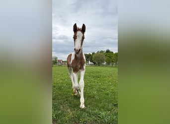 Pintos Mix, Stallion, , 15.2 hh, Pinto