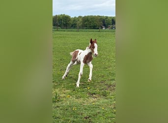 Pintos Mix, Stallion, , 15.2 hh, Pinto