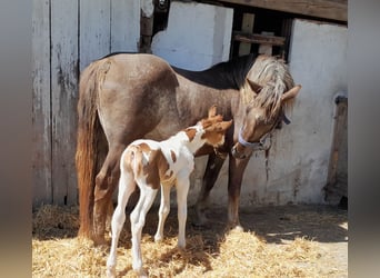 Pintos Mix, Stallion, , 15.2 hh, Pinto