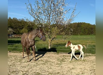 Pintos Mix, Stallion, , 15.2 hh, Pinto