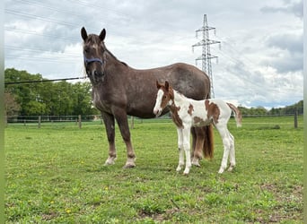 Pintos Mix, Stallion, , 15.2 hh, Pinto
