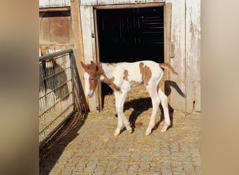 Pintos Mix, Stallion, , 15.2 hh, Pinto