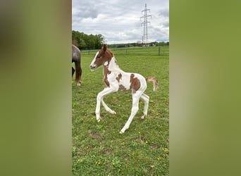 Pintos Mix, Stallion, , 15.2 hh, Pinto