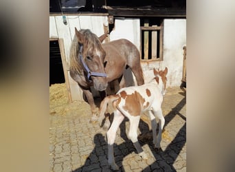 Pintos Mix, Stallion, , 15.2 hh, Pinto
