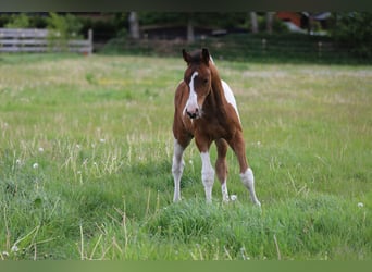 Pintos, Stallion, Foal (03/2025), 16 hh, Tobiano-all-colors