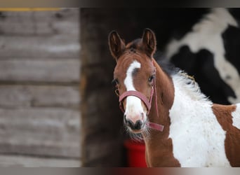 Pintos, Stallion, Foal (03/2025), 16 hh, Tobiano-all-colors