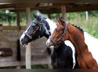 Pintos, Stallion, Foal (03/2025), 16 hh, Tobiano-all-colors