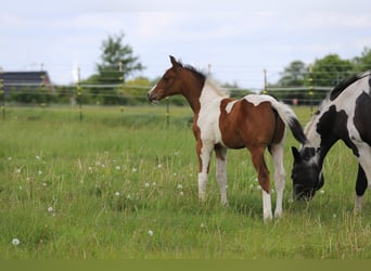 Pintos, Stallion, Foal (03/2025), 16 hh, Tobiano-all-colors