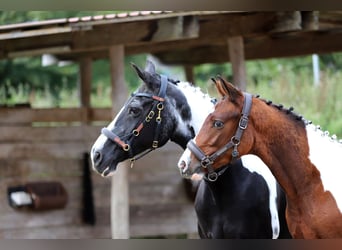 Pintos, Stallion, Foal (03/2025), 16 hh, Tobiano-all-colors
