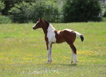 Pintos, Stallion, Foal (03/2025), 16 hh, Tobiano-all-colors