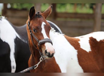 Pintos, Stallion, Foal (03/2025), 16 hh, Tobiano-all-colors