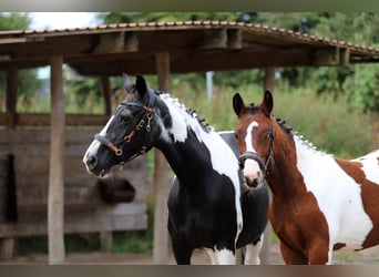 Pintos, Stallion, Foal (03/2025), 16 hh, Tobiano-all-colors