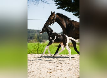 Pintos, Stallion, , 16,1 hh, Pinto