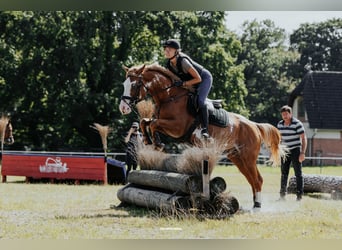 Pintos, Stallion, 5 years, 15,1 hh, Overo-all-colors