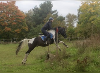 Pintos, Stallion, 5 years, 14,1 hh, Pinto