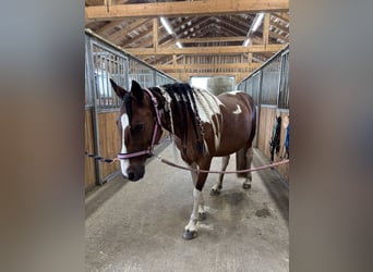 Pintos, Stute, 10 Jahre, 136 cm