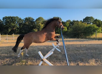 Pintos, Stute, 10 Jahre, 153 cm, Brauner