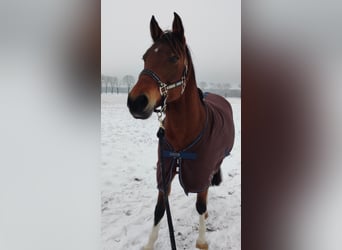 Pintos, Stute, 10 Jahre, 153 cm, Brauner