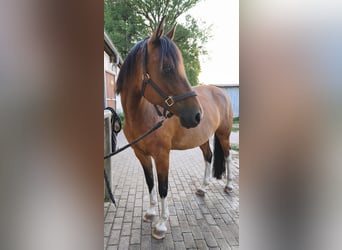 Pintos, Stute, 10 Jahre, 153 cm, Brauner