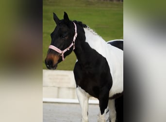 Pintos, Stute, 10 Jahre, 158 cm, Schecke