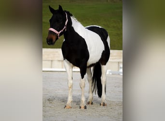 Pintos, Stute, 10 Jahre, 158 cm, Schecke