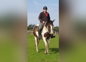 Pintos, Stute, 10 Jahre, 165 cm, Schecke