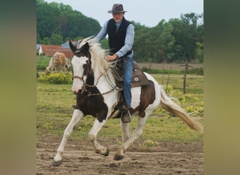 Pintos Mix, Stute, 10 Jahre, 167 cm, Schecke