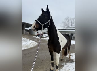 Pintos, Stute, 11 Jahre, 170 cm, Schecke