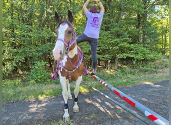 Pintos, Stute, 12 Jahre, 150 cm, Schecke