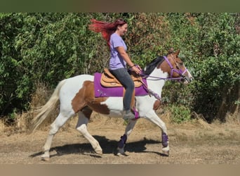 Pintos, Stute, 12 Jahre, 150 cm, Schecke