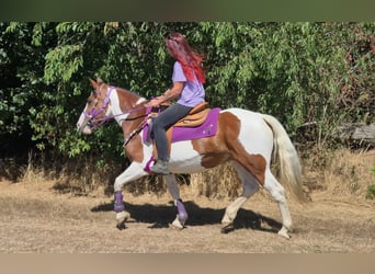 Pintos, Stute, 12 Jahre, 150 cm, Schecke
